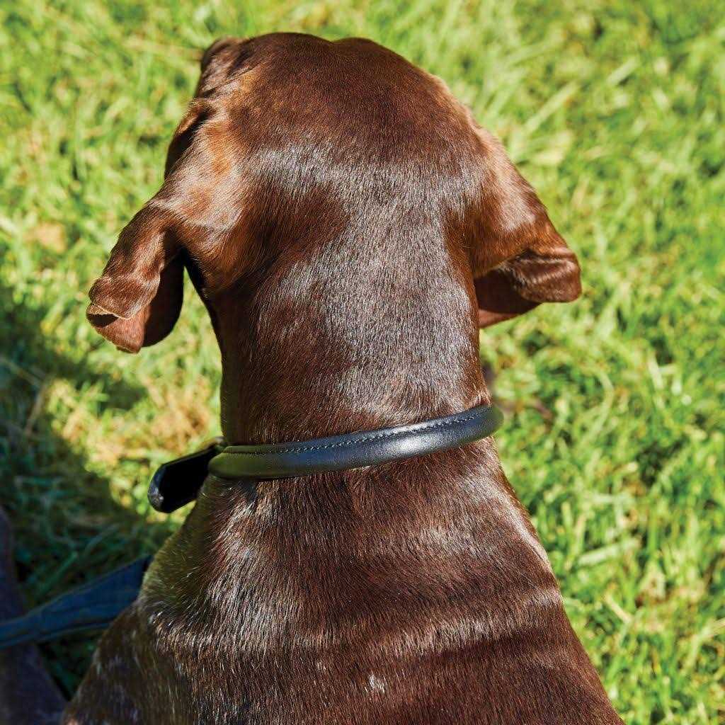 Rolled Leather Dog Collar T9252