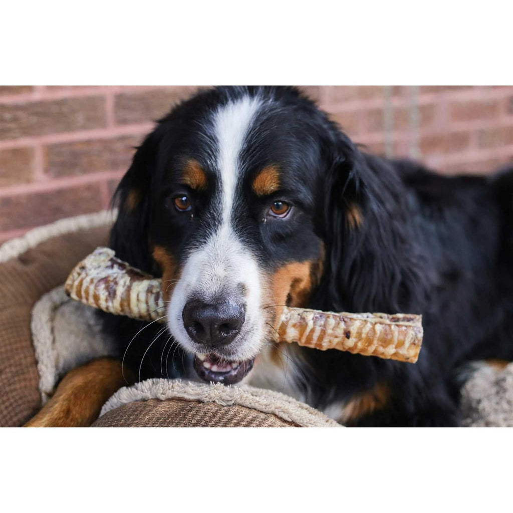 12 Beef Trachea Dog Treats D788
