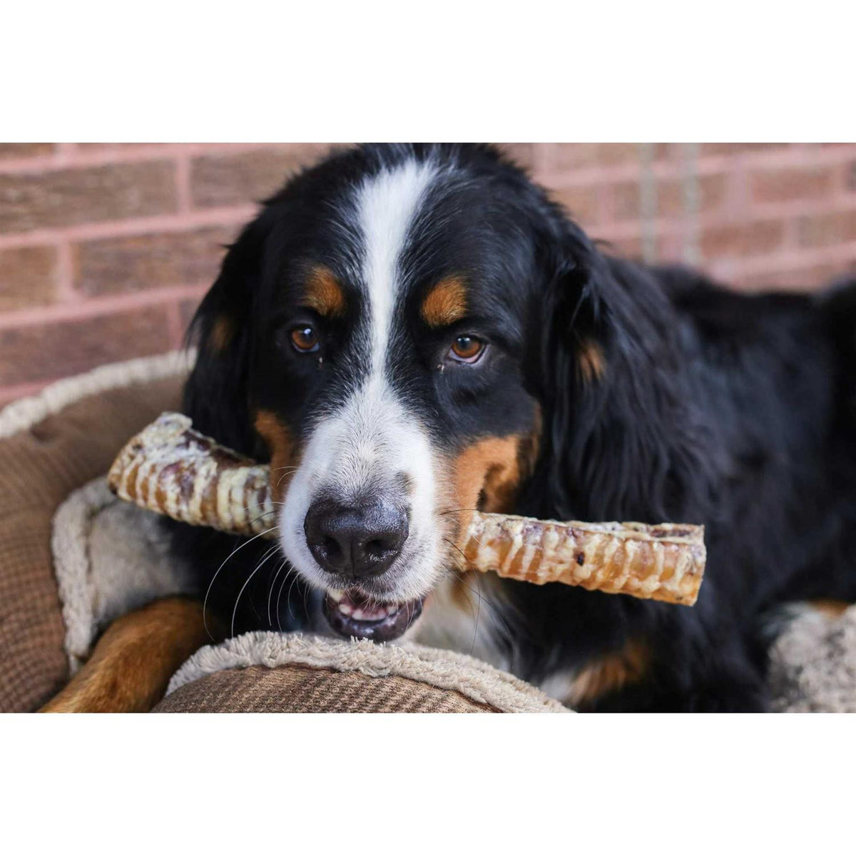 12 Beef Trachea Dog Treats D788