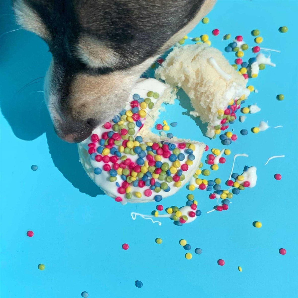 Microwave Birthday Cake with Sprinkles in a Cup for Dogs C45989