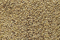 Brewers Malt 2-Row 50 lb Sack R4379