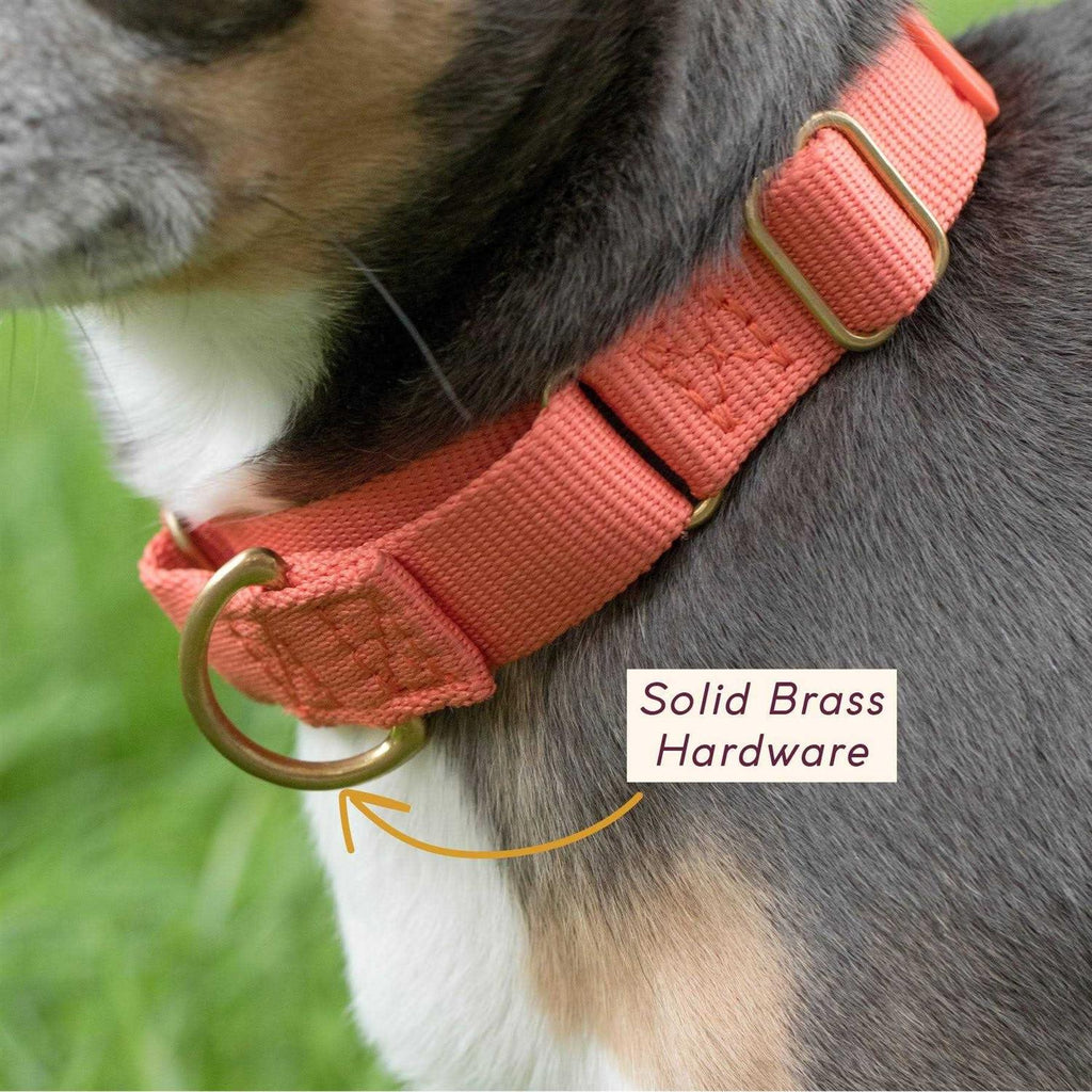 Martingale Dog Collar B598222