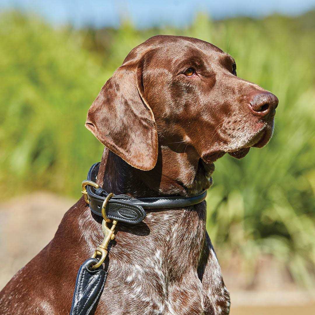 Rolled Leather Dog Collar T9252