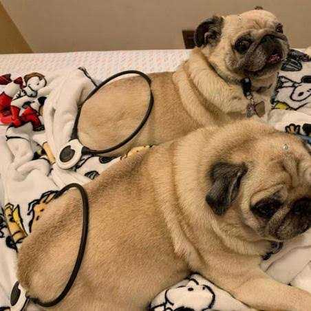 Pet Supplies D659283