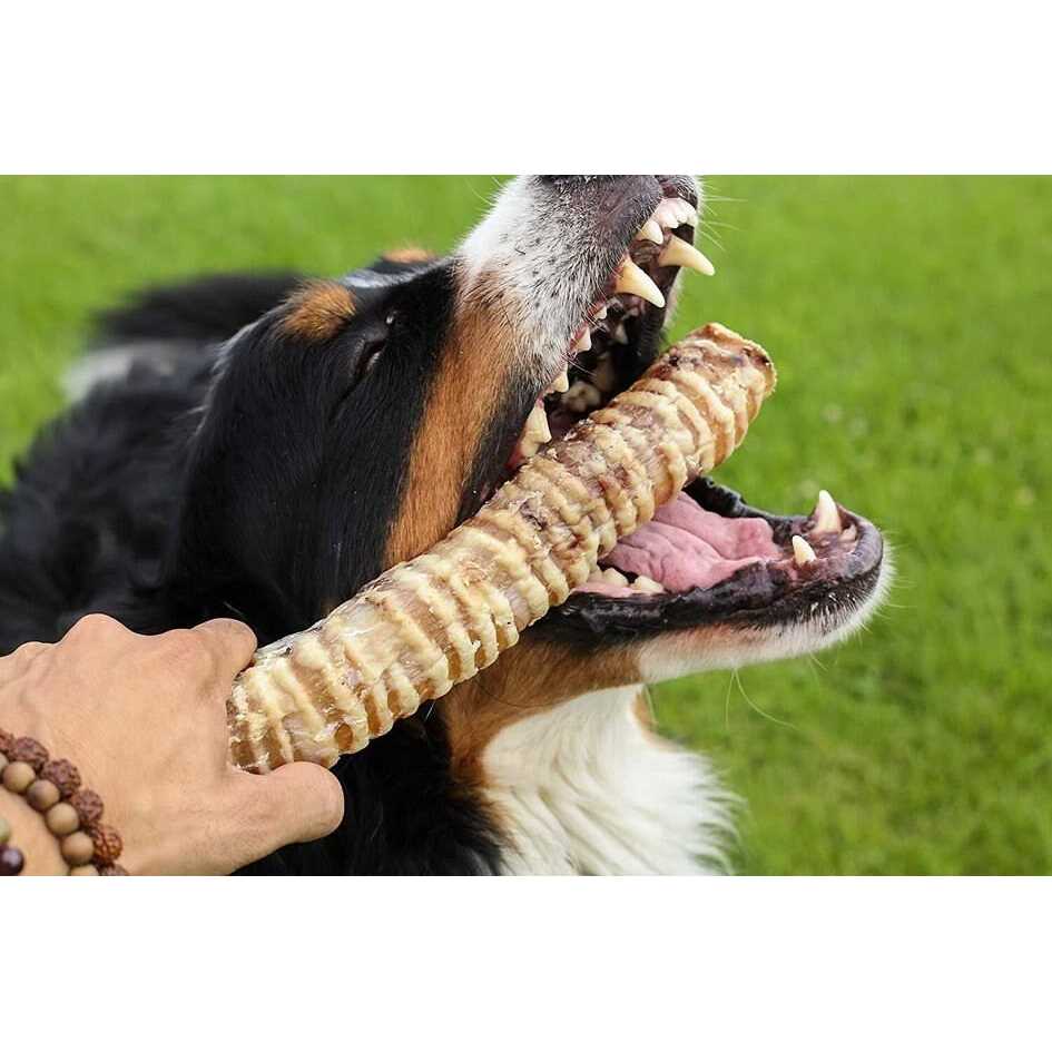 12 Beef Trachea Dog Treats D788