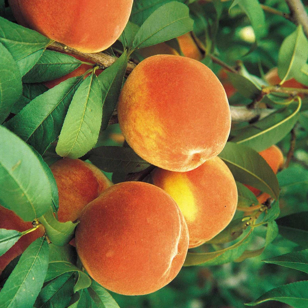 Peach Standard Dormant Bare Root Starter Fruit Tree, 1-Pack J106225
