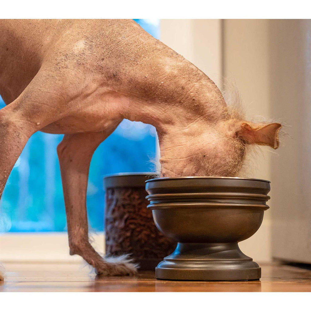 Elevated Dog Bowl V9552