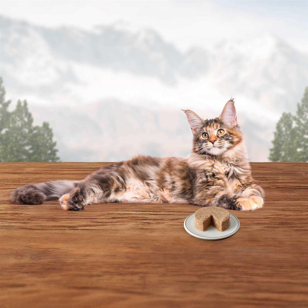 Wet Cat Food Variety Pack F89499