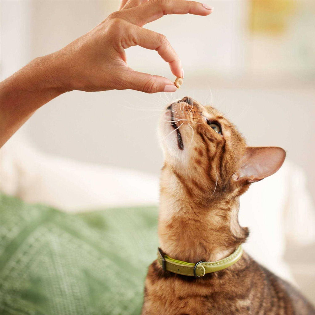 Salmon Soft Cat Treats A395